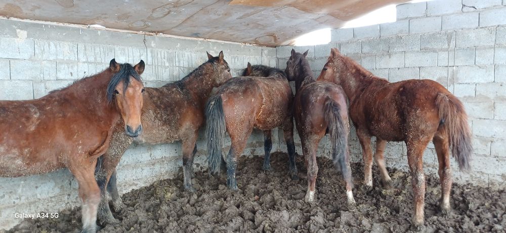 Семиз согым сатамын