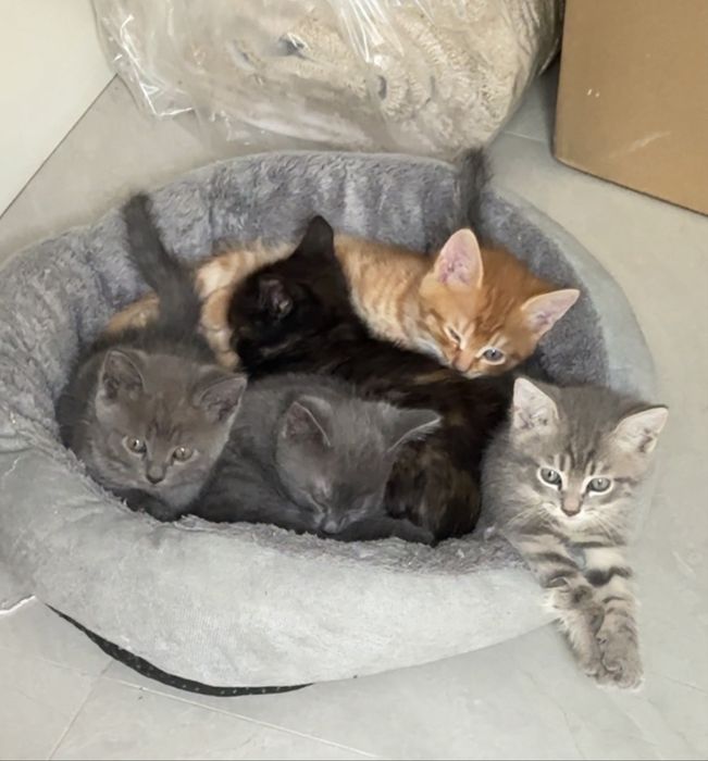 Котята и мама кошка в семью