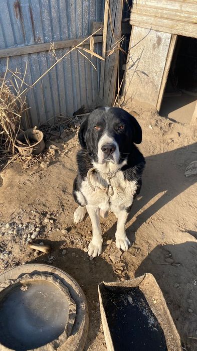 Алабай, төбет ұрғашы керек күйлеп тұрған