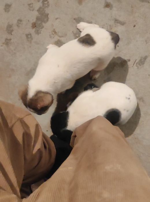 Супер тяж 75кг+.