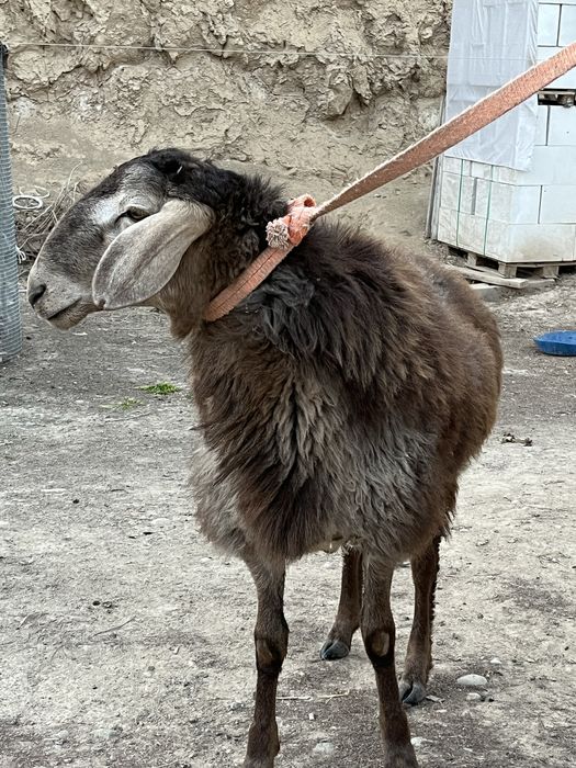 Сатылады арашан қошкар