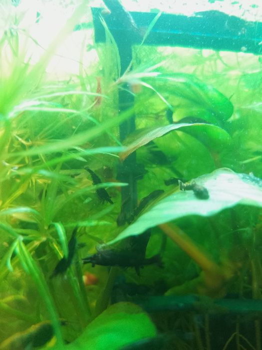 Creveti Black ( negru intens), Red Sakura , Yellow, Green Jade.