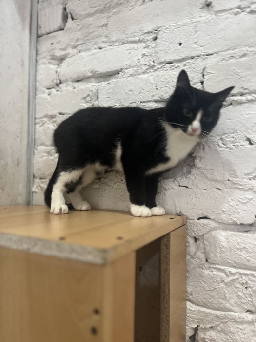 Отдам кошечку в добрые руки