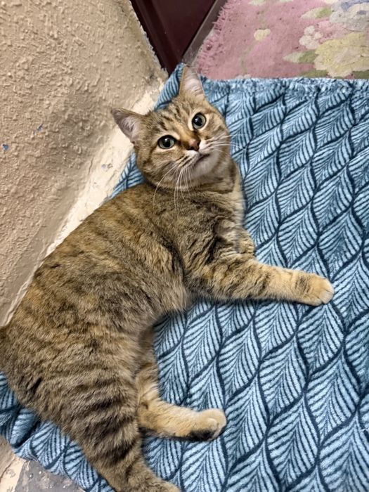 Кошечка в добрые руки