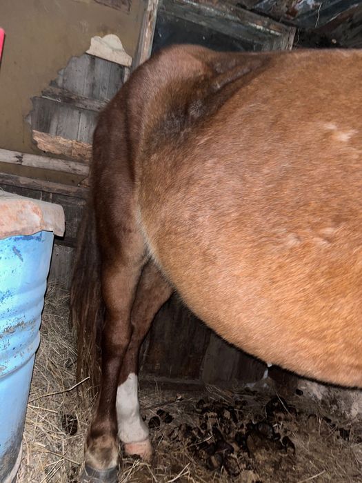 Продам кабылу