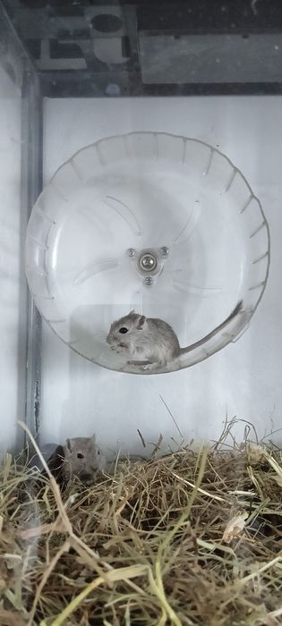 Монгольская песчанка (белочка)