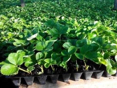 Саженцы клубники Оптом в касетах!