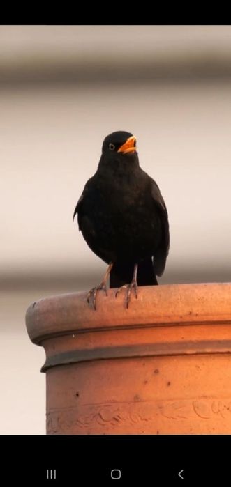 Qora qush sotiladi 1 yillik