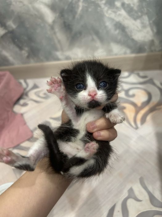 Котенок маленкий мальчик