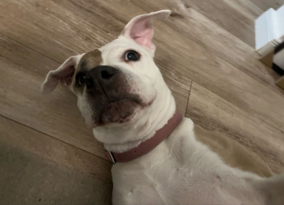 Cautam stapani amstaff