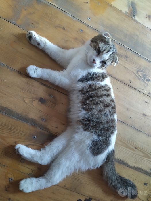 Scottish Fold mushuk