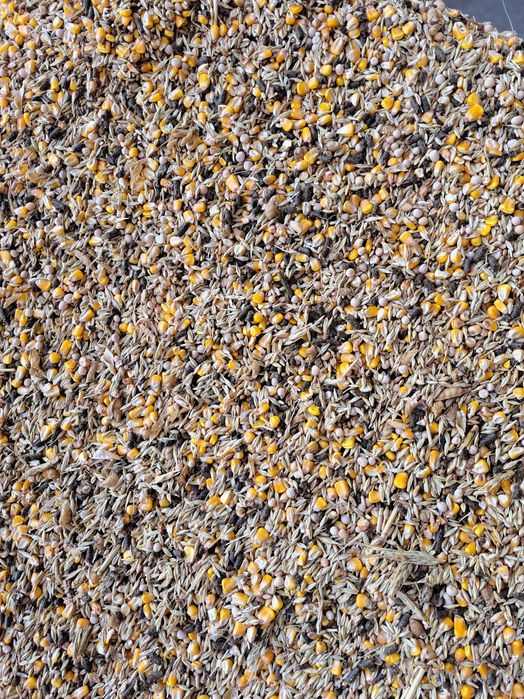 Urluiala cu cereale din recolta 2025