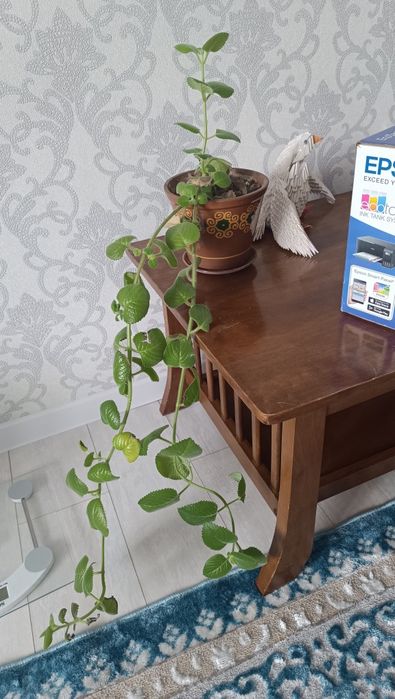 Мята комнатное растения с горшком