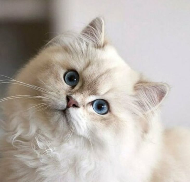 Котята от Золотой Шиншиллы