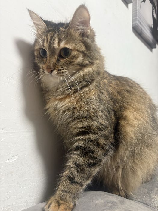 Кошечка отдам в добрые руки