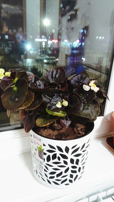 Бегония / begoniya xonaki gul комнатное растение