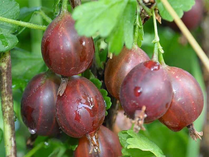 Бесшипый крыжовник