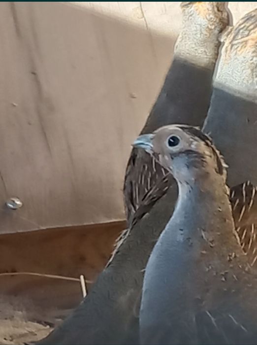 Серая куропатка.