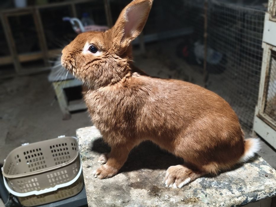 Burgund sames sotiladi