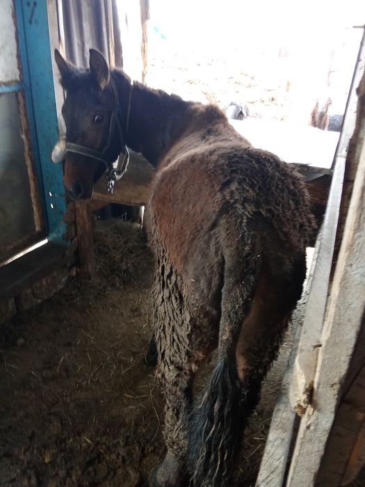 Продам или обмен