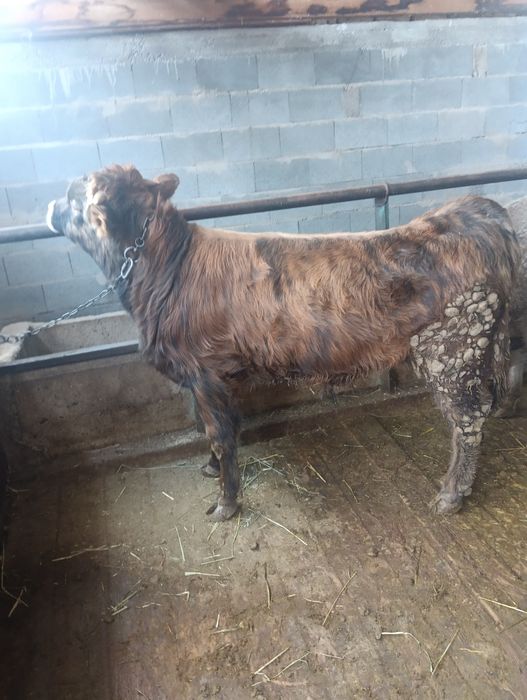 Бычок стоит на откорме 500000тыс