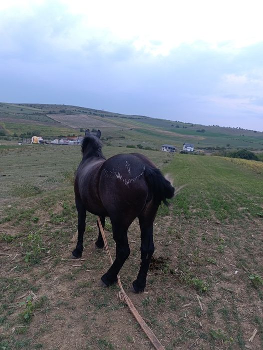Mânză sură de 2 ani