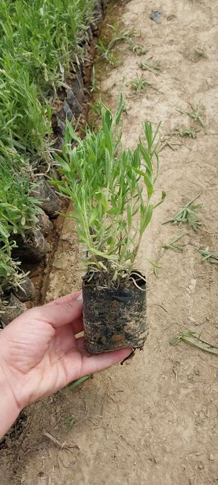 Globus , lavanda ko' chatlari sotuvda bor