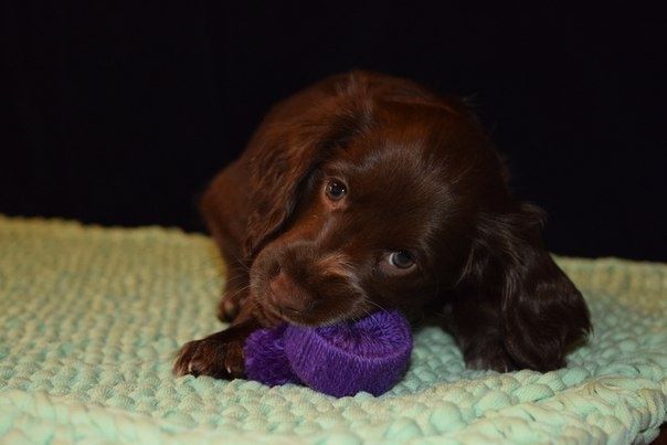 Спаниель Шоколадочка