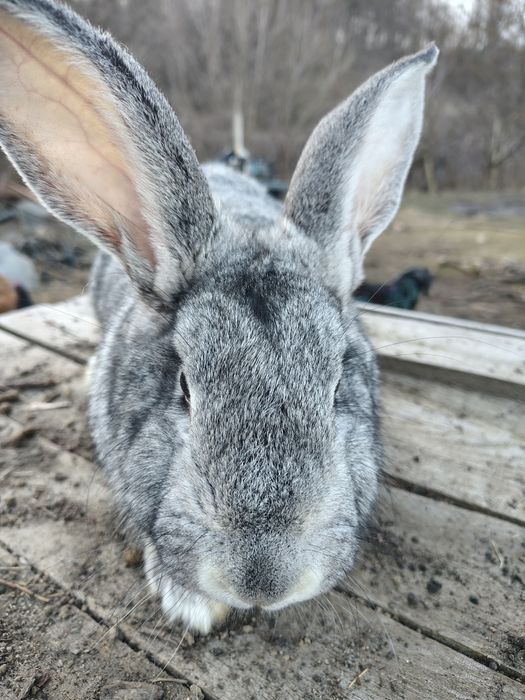 Vand pui de iepuri, marele german