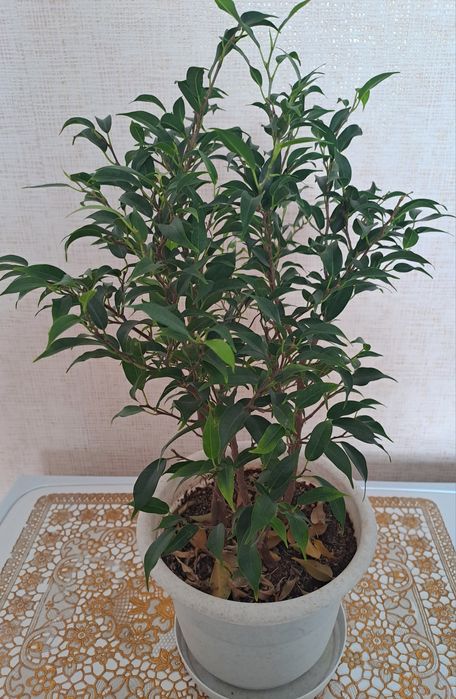 Продам комнатные цветы