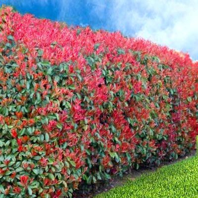 Photinia (Gard Viu )