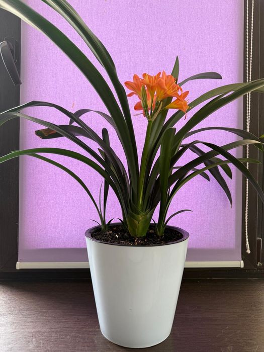 домашние цветы .