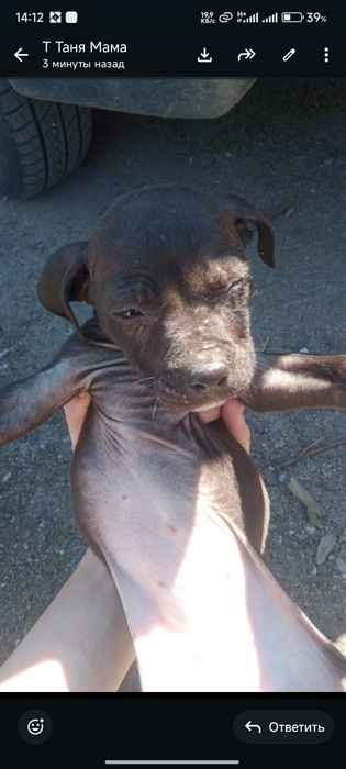 Срочно продам щенков Питбуля . Торг