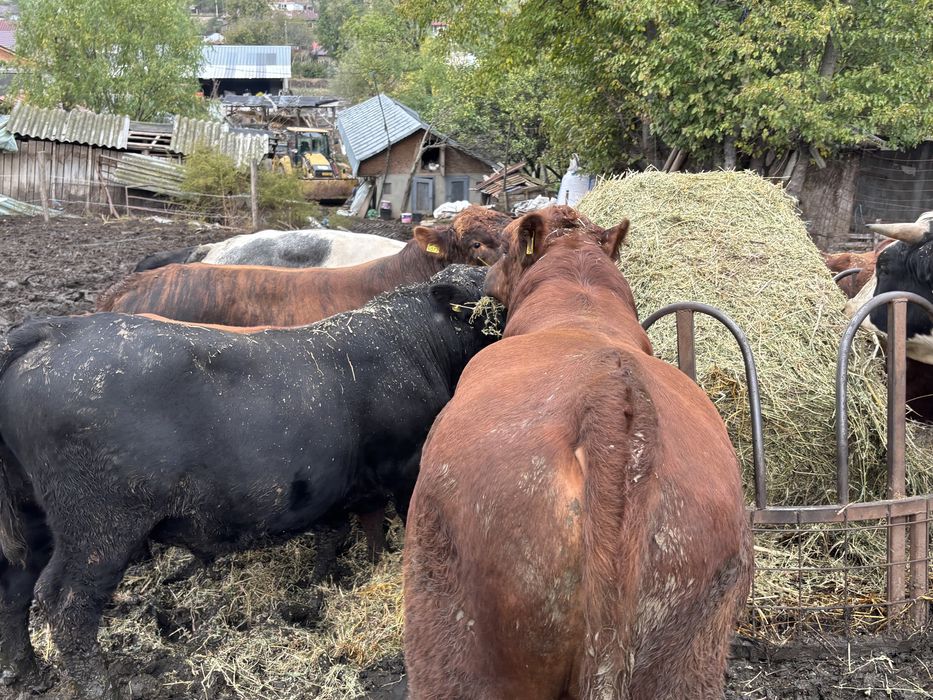 Tauri Angus si metis