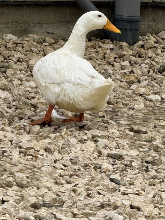 Rațe Pekin mature