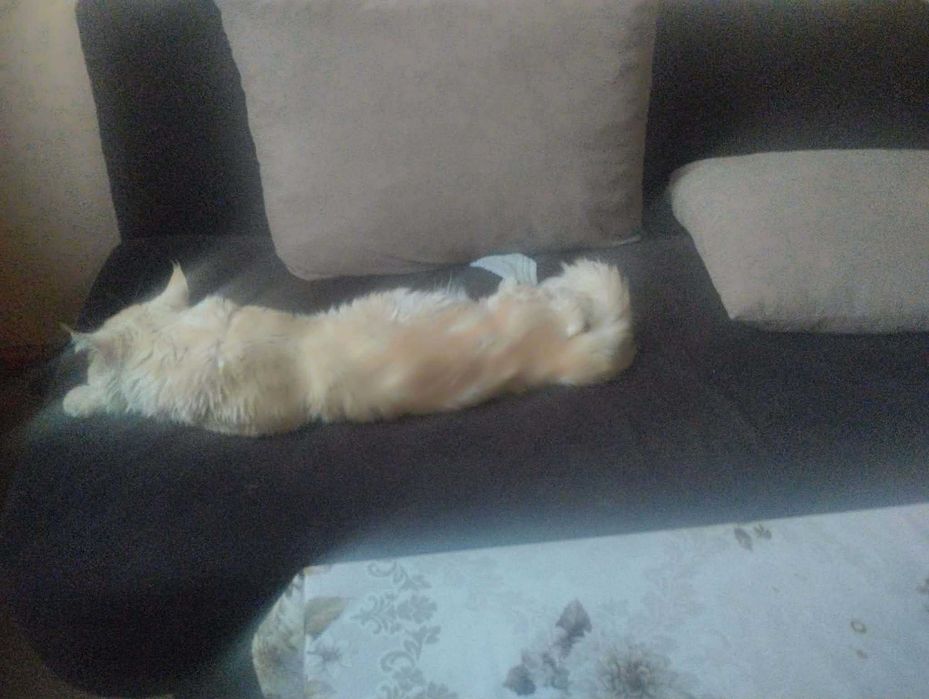 Котенца  Мейн кун