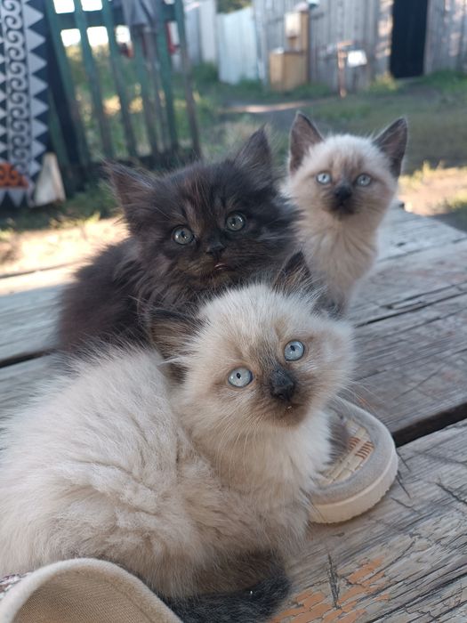 Отдам котят даром ( девочек)