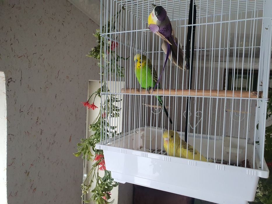 Срочно гарантия жоқ