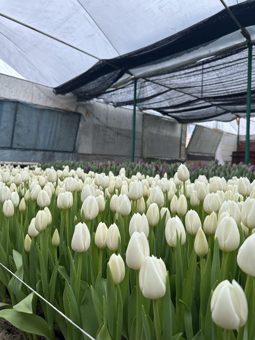 Тюльпаны оптом, Голландские