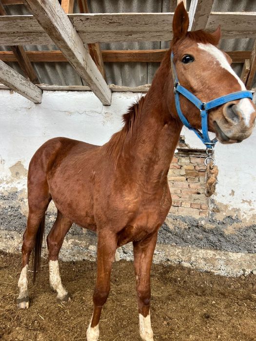 Продам Жеребца данчак