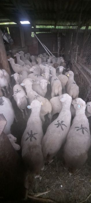 Продам молодых тактушек барашек