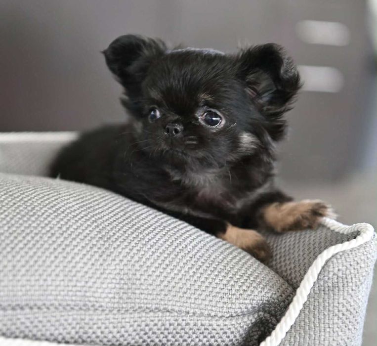 Женско миниатюрно дългокосместо чихуахуа черно с подпали