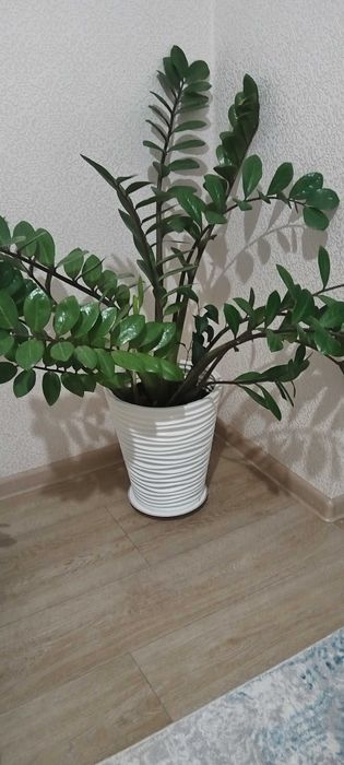 Нарды мен үй гүлдері