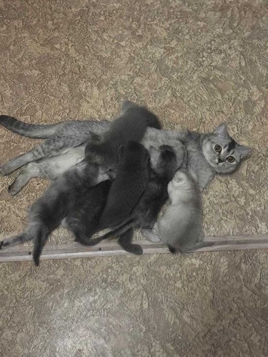 КОТЯТА Скоттиш-Страйт Вислоухие Скоттиш-Фолд