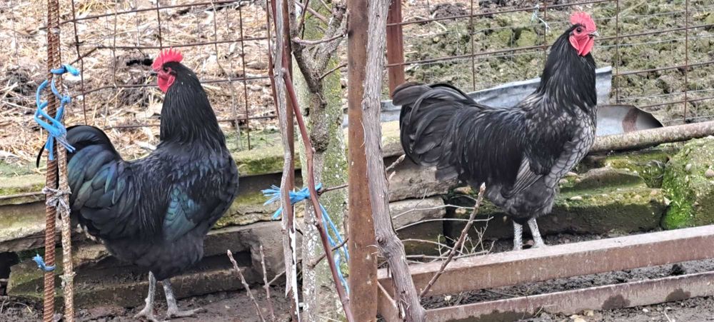 2 Cocosi australop negru si albastru