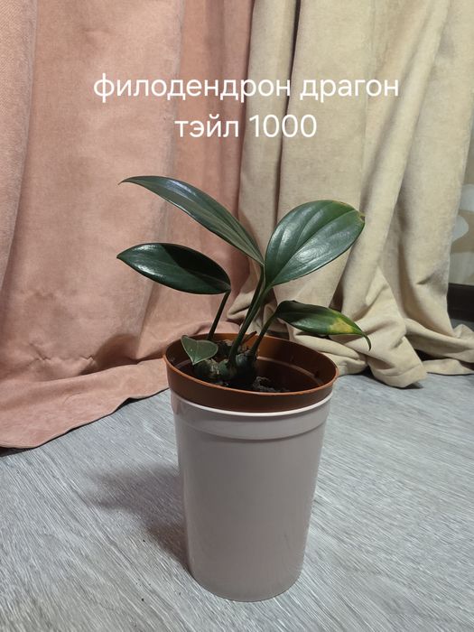 Комнатные растения