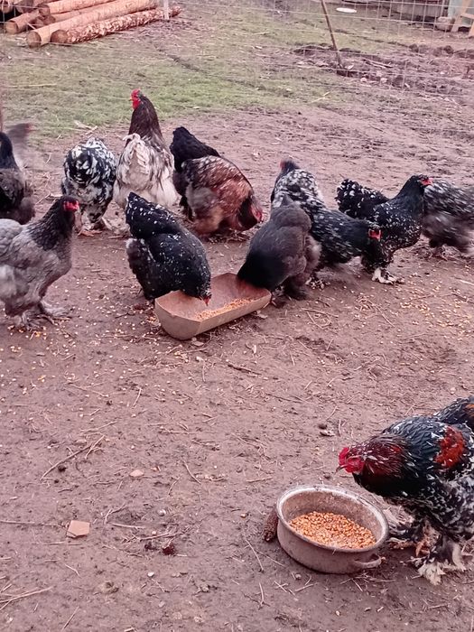 Vand Cocosi si gainii Brachma