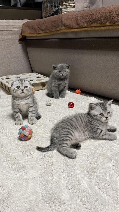 Шотландские котята