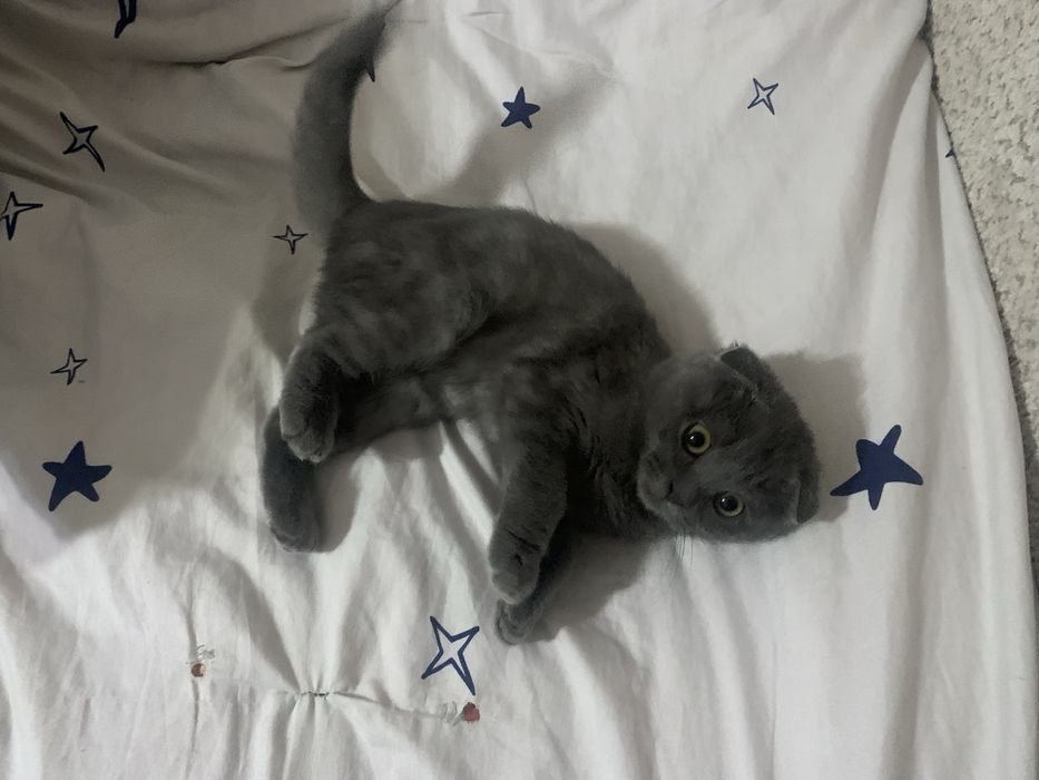 Scotish Fold mushugi sotiladi