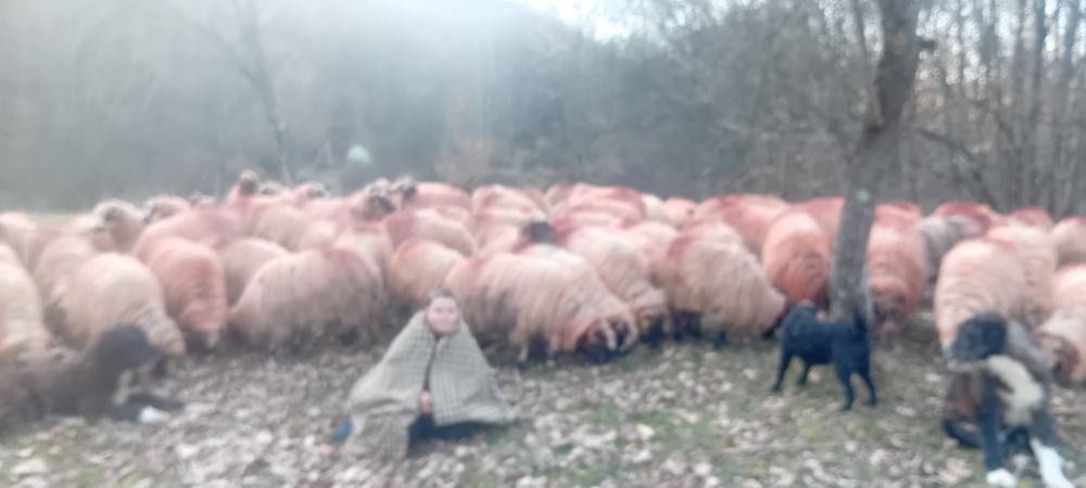 Oi de vânzare  țurcane